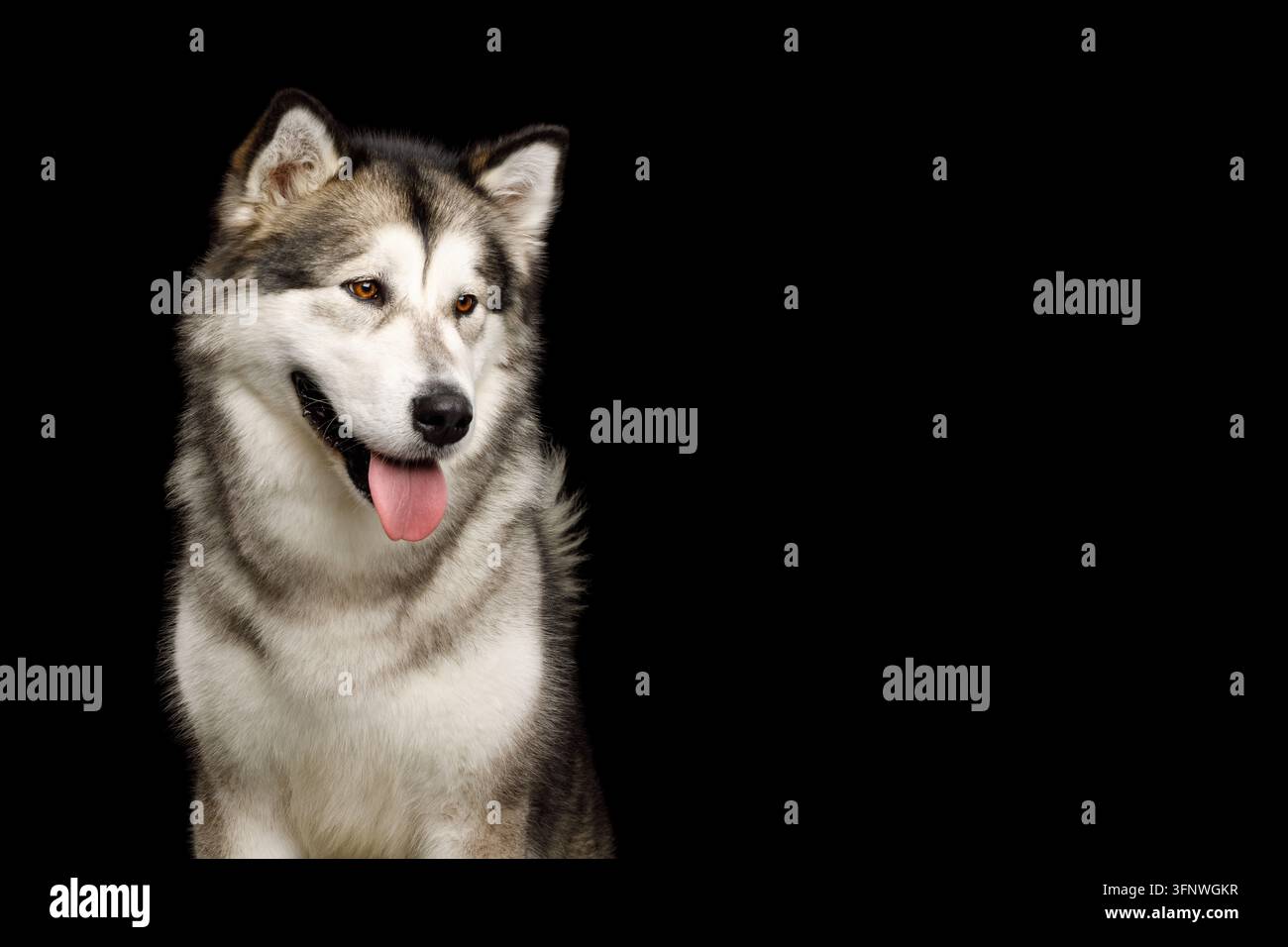 Cane Alaskan Malamute con la testa girata che guarda di lato, lingua fuori, mantello grigio e bianco soffice, isolato su sfondo nero, spazio per copia a destra, felice Foto Stock