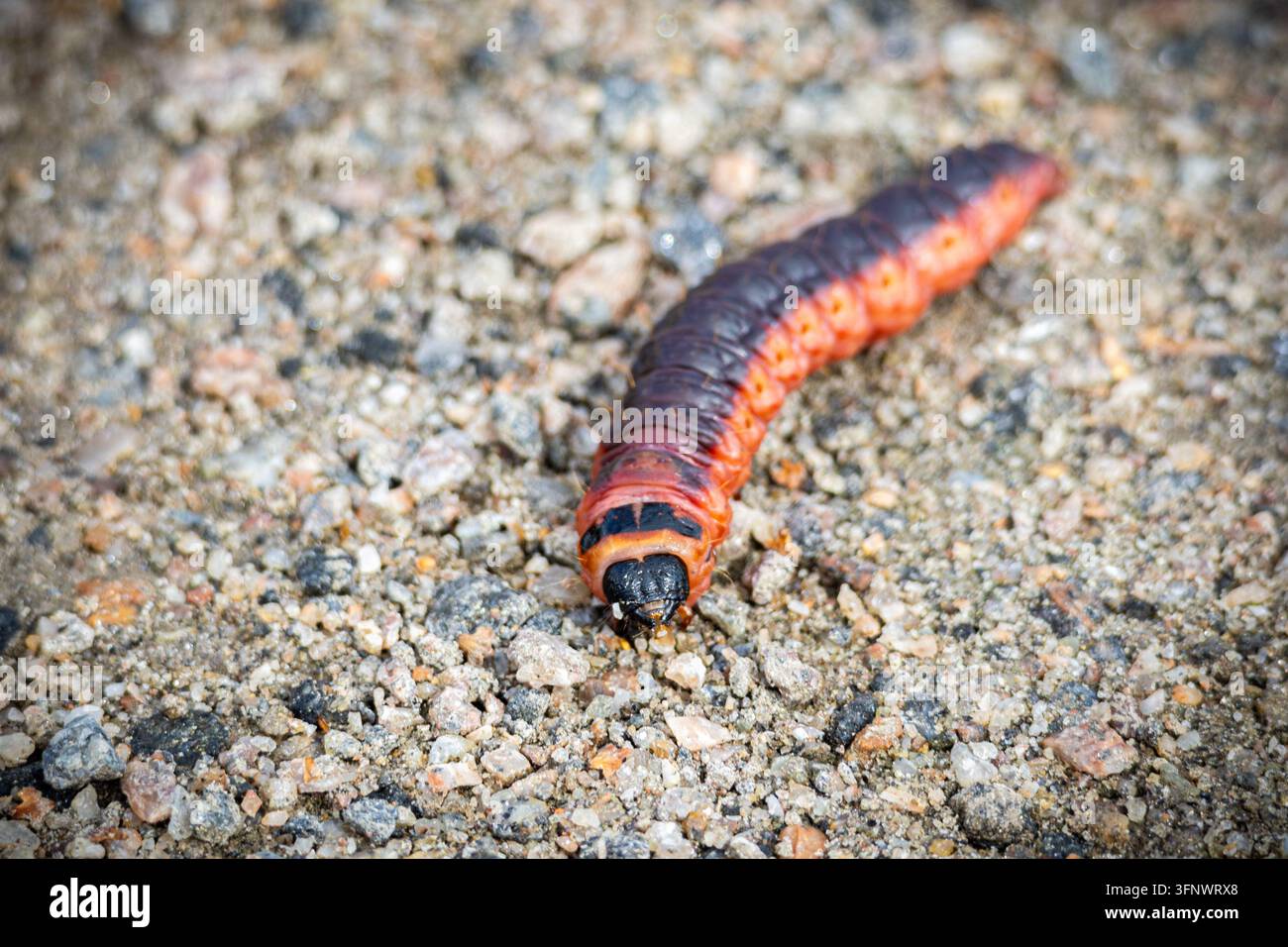 Larva di falena della capra Cossus Cossus che striscia su terreno ghiaioso, primo piano Foto Stock