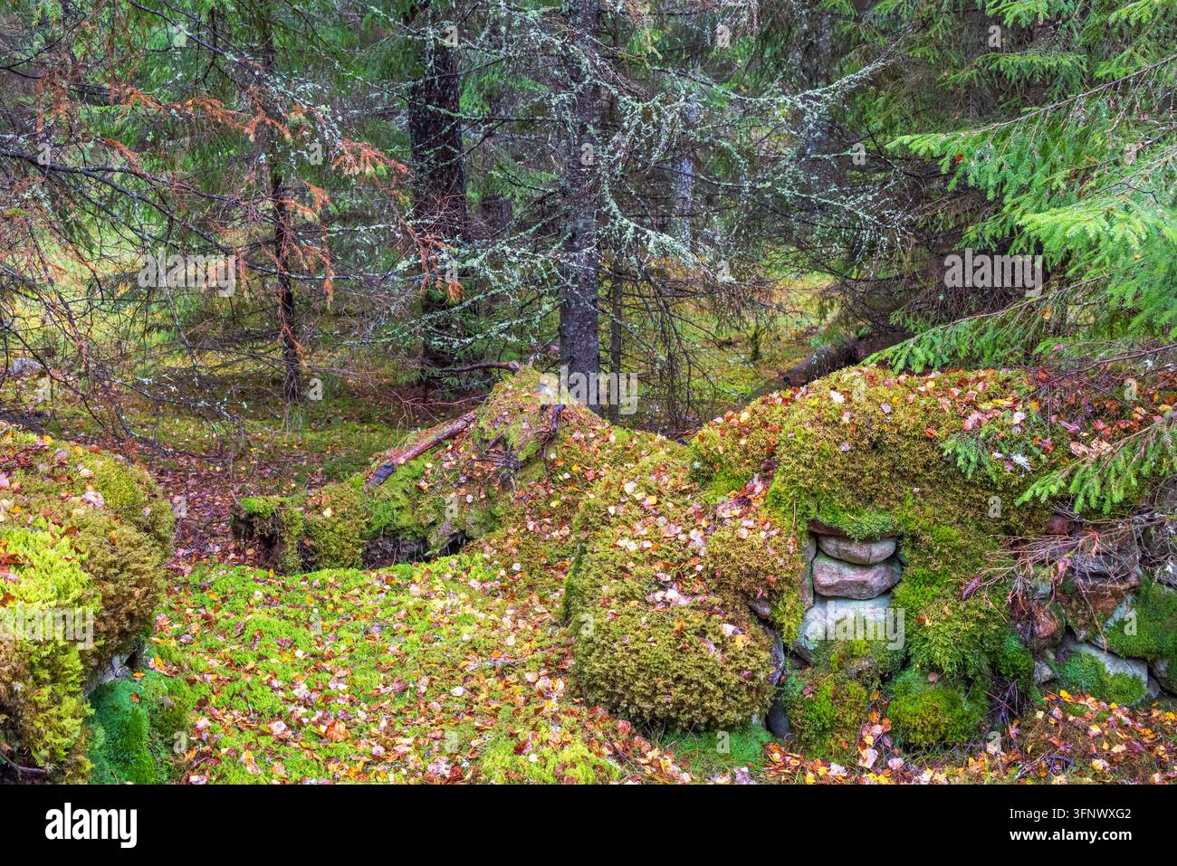 Foresta di abeti con muschio verde su un cumulo di pietre Foto Stock