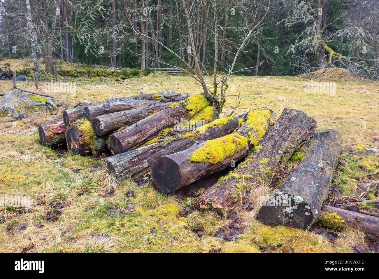 Vecchi tronchi di legno marci con muschio verde sul terreno Foto Stock
