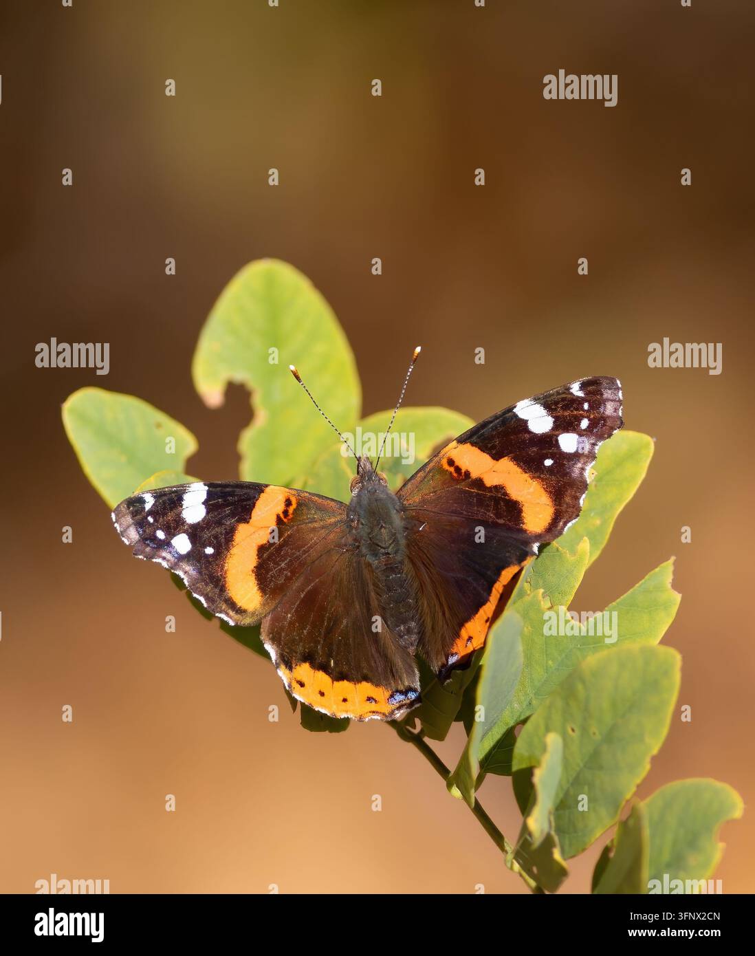 Ammiraglio rosso, Vanessa atalanta. Una farfalla si posa su un ramo tra le foglie su uno sfondo bellissimo Foto Stock