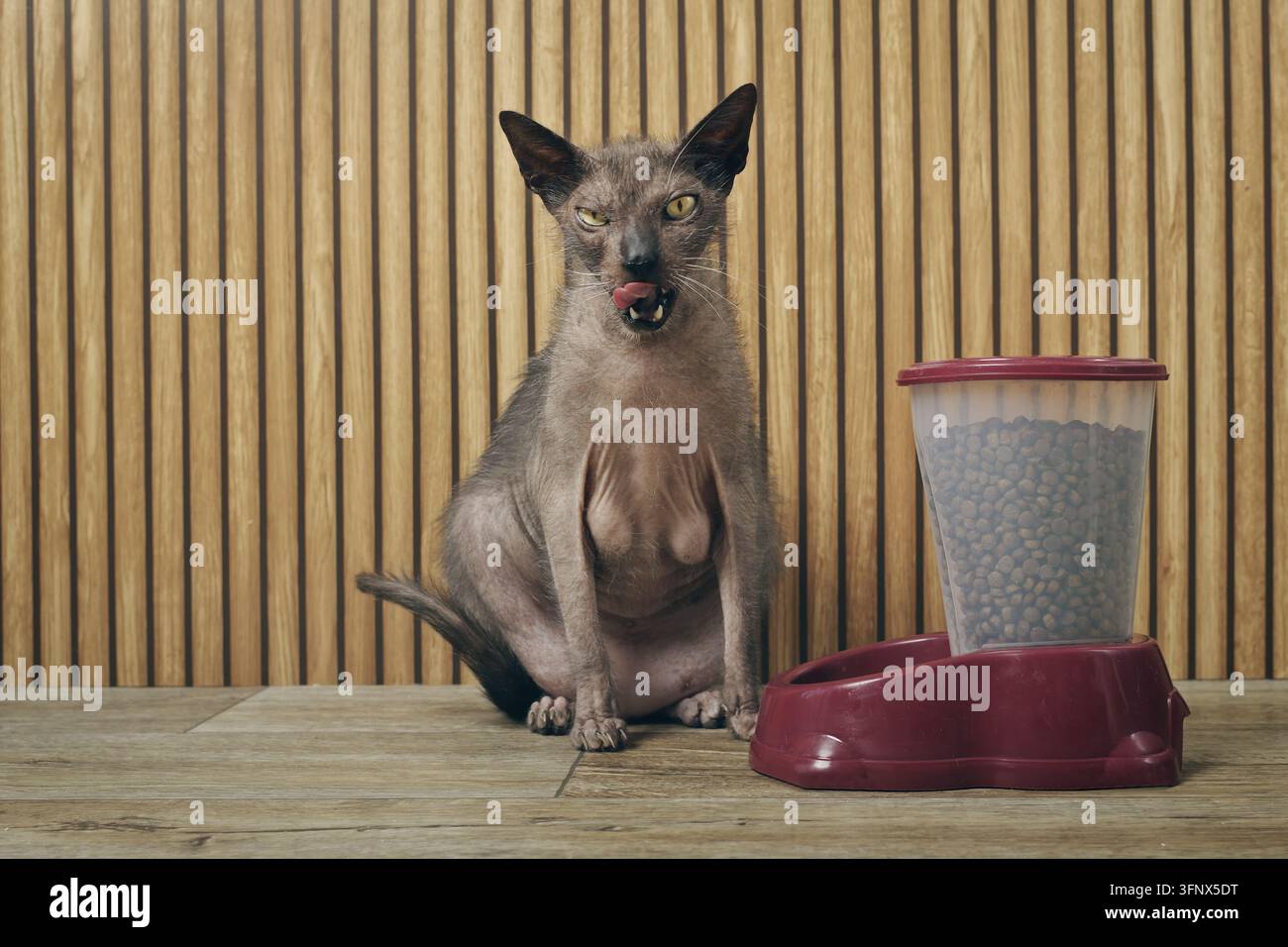Gatto grasso e brutto seduto accanto a un alimentatore automatico e che si lecca il muso. Immagine orizzontale con spazio libero. Foto Stock