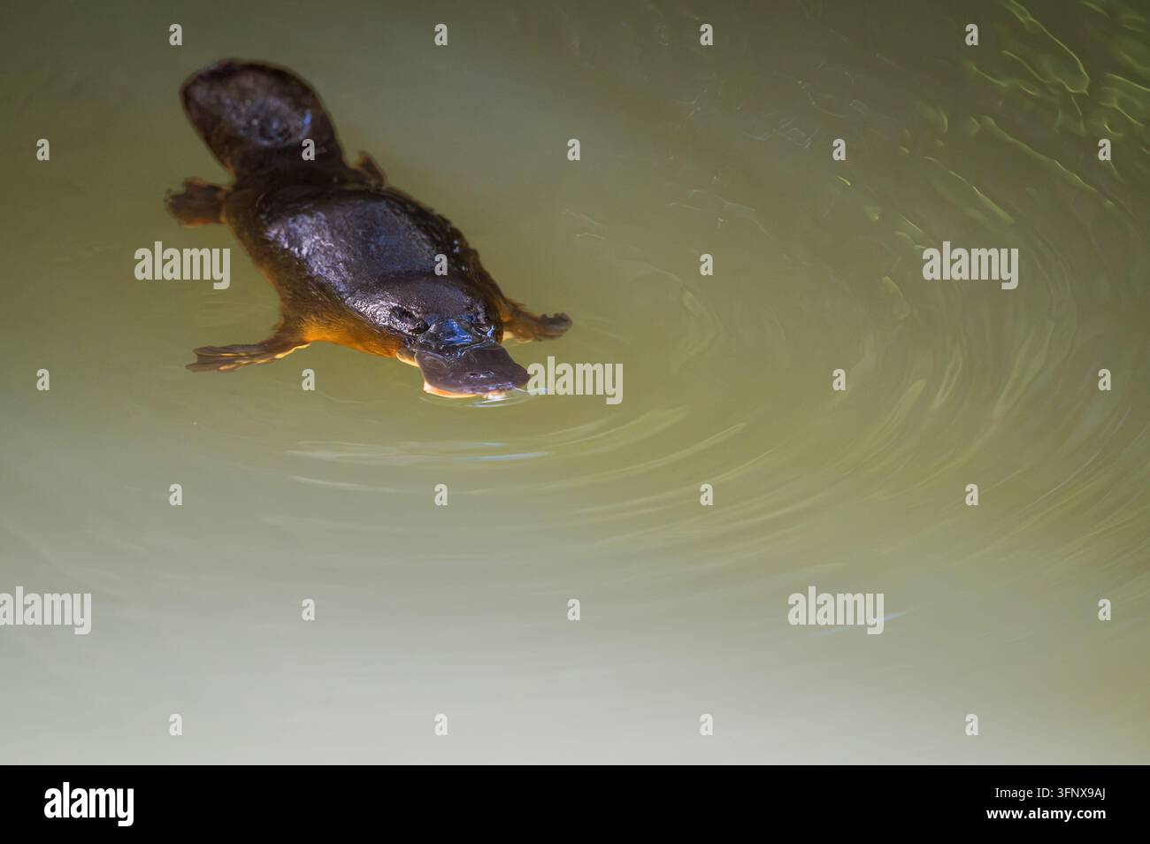 Un platipo selvatico (Ornithorhynchus anatinus) in silhouette sulle acque di un torrente d’acqua dolce in una spettacolare illuminazione riflessa ad Atherton, Australia. Foto Stock