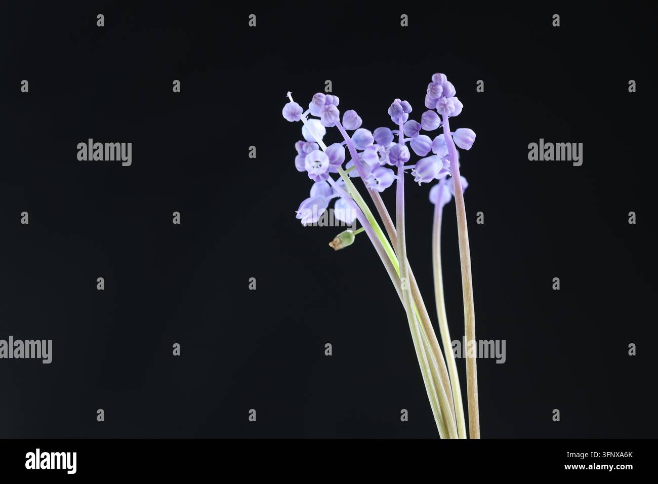 Fiori di Muscari Parviflorum, giacinto a grappolo selvatico autunnale in primo piano isolati su sfondo nero Foto Stock