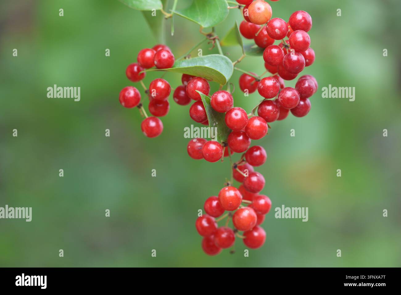 Bacche rosse fresche della vite di Sarsaparilla Smilax Aspera in primo piano che crescono all'aperto su uno sfondo di fogliame verde sfocato Foto Stock