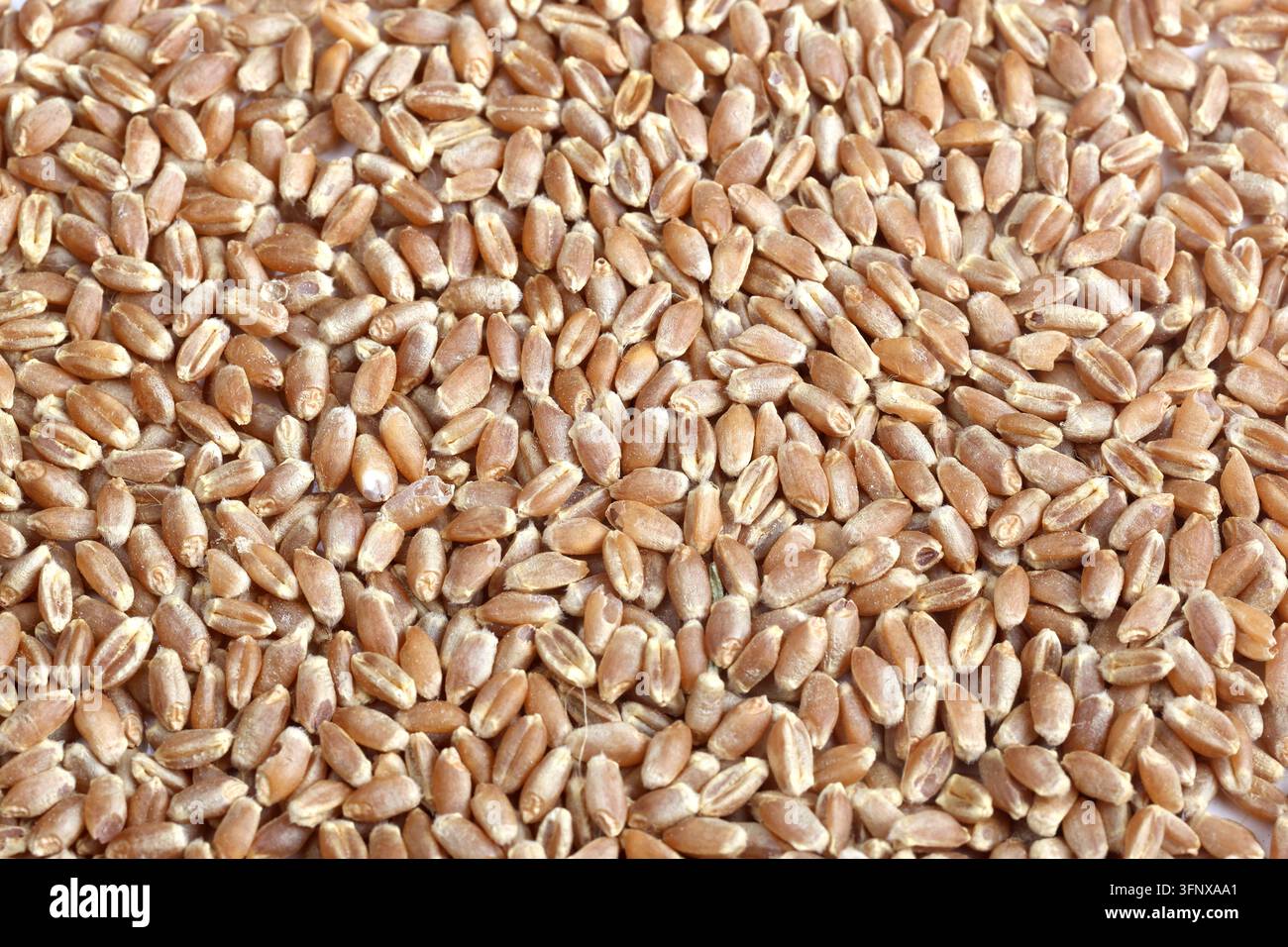 Sfondo di grano integrale crudo inquadratura completa trama primo piano Foto Stock