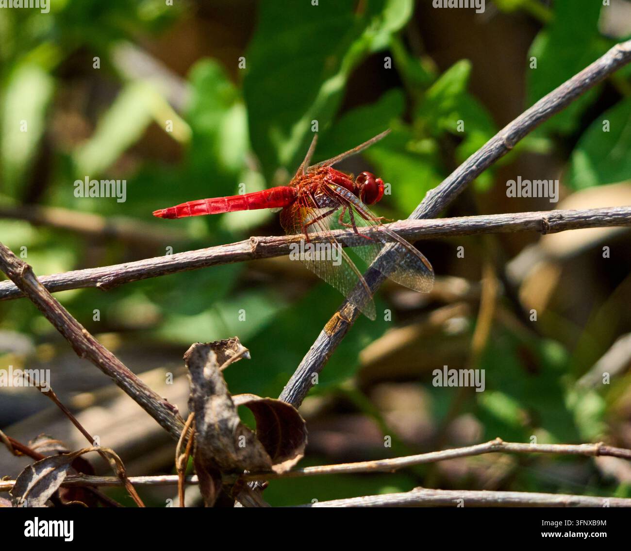 Libellula maschio scarlatto con un corpo rosso brillante appollaiato su un sottile rametto contro un fogliame verde sfocato Foto Stock