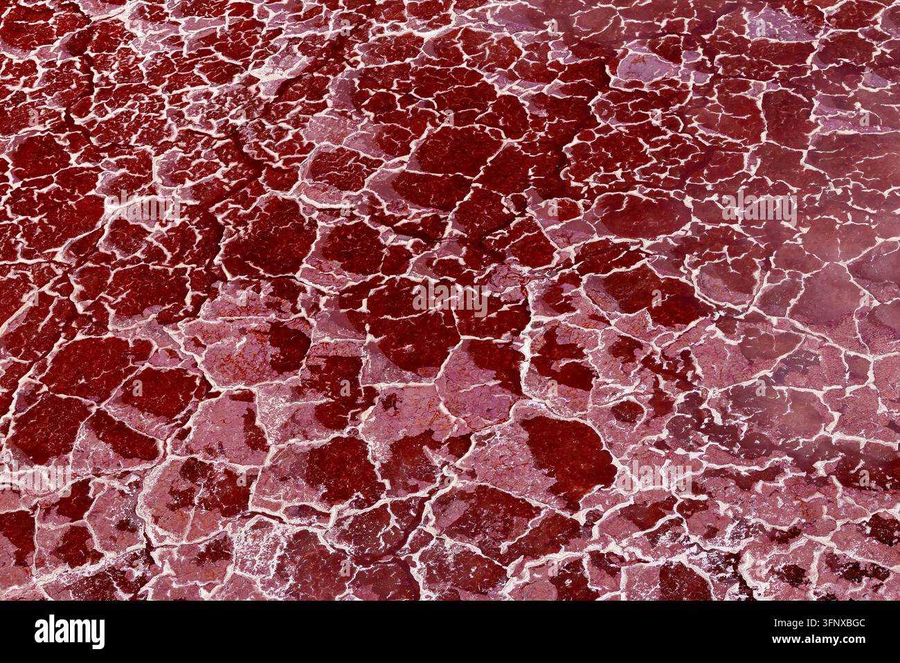 La crosta di sale rosso sangue del Lago Magadi, Valle del Rift meridionale, Kenya. Microrganismi e alghe producono pigmenti che tingono di rosso le distese di sale. Foto Stock