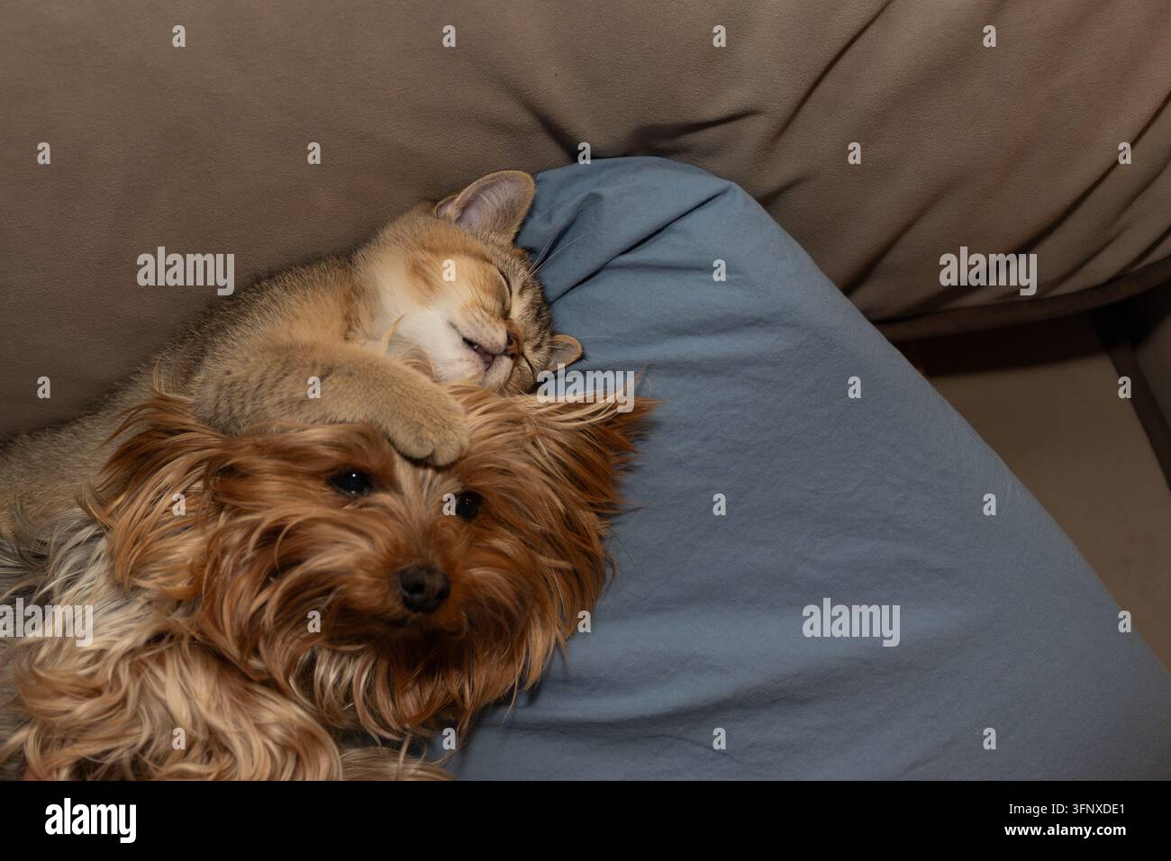 Cane e gatto calmi si coccolano su un divano marrone con un cuscino blu in un accogliente soggiorno interno, il gatto appoggia una zampa sulla testa del cane mentre giacciono pacificamente Foto Stock