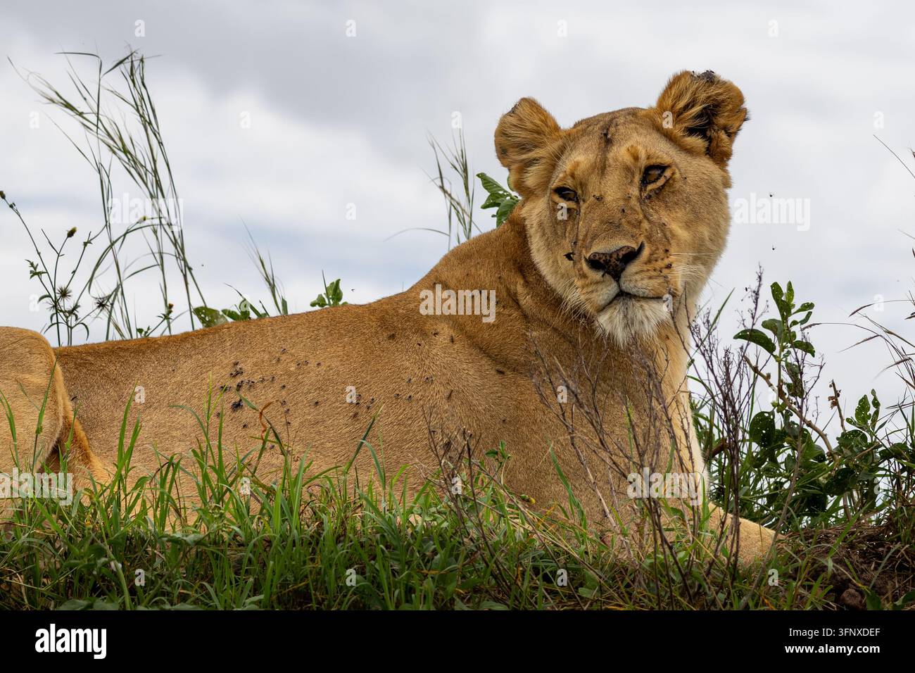 Ritratto di leonessa nell'erba, Kenya Foto Stock
