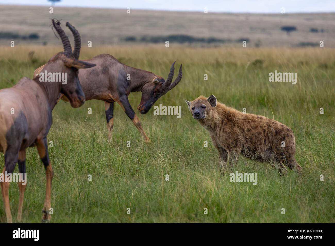 Iena e Topi in un confronto teso, Kenya Foto Stock
