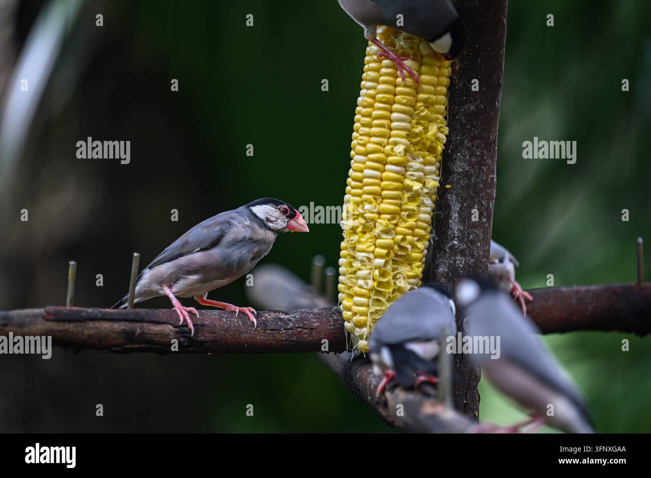 Passeri del Java che si nutrono di mais nel parco di Hong Kong Foto Stock