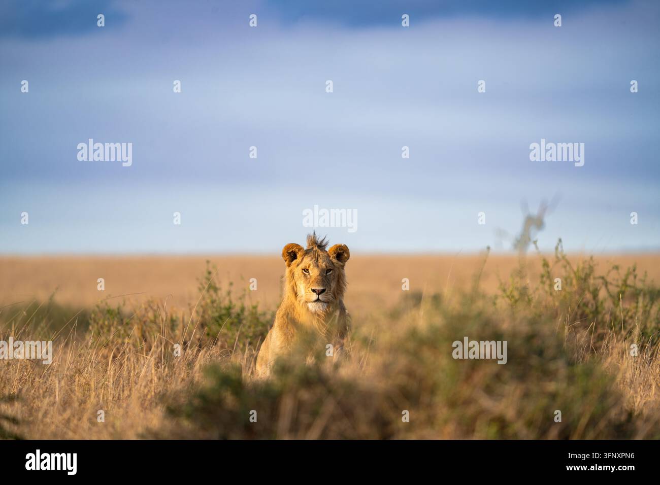 Giovane leone seduto vigile nell'erba della savana. Foto Stock
