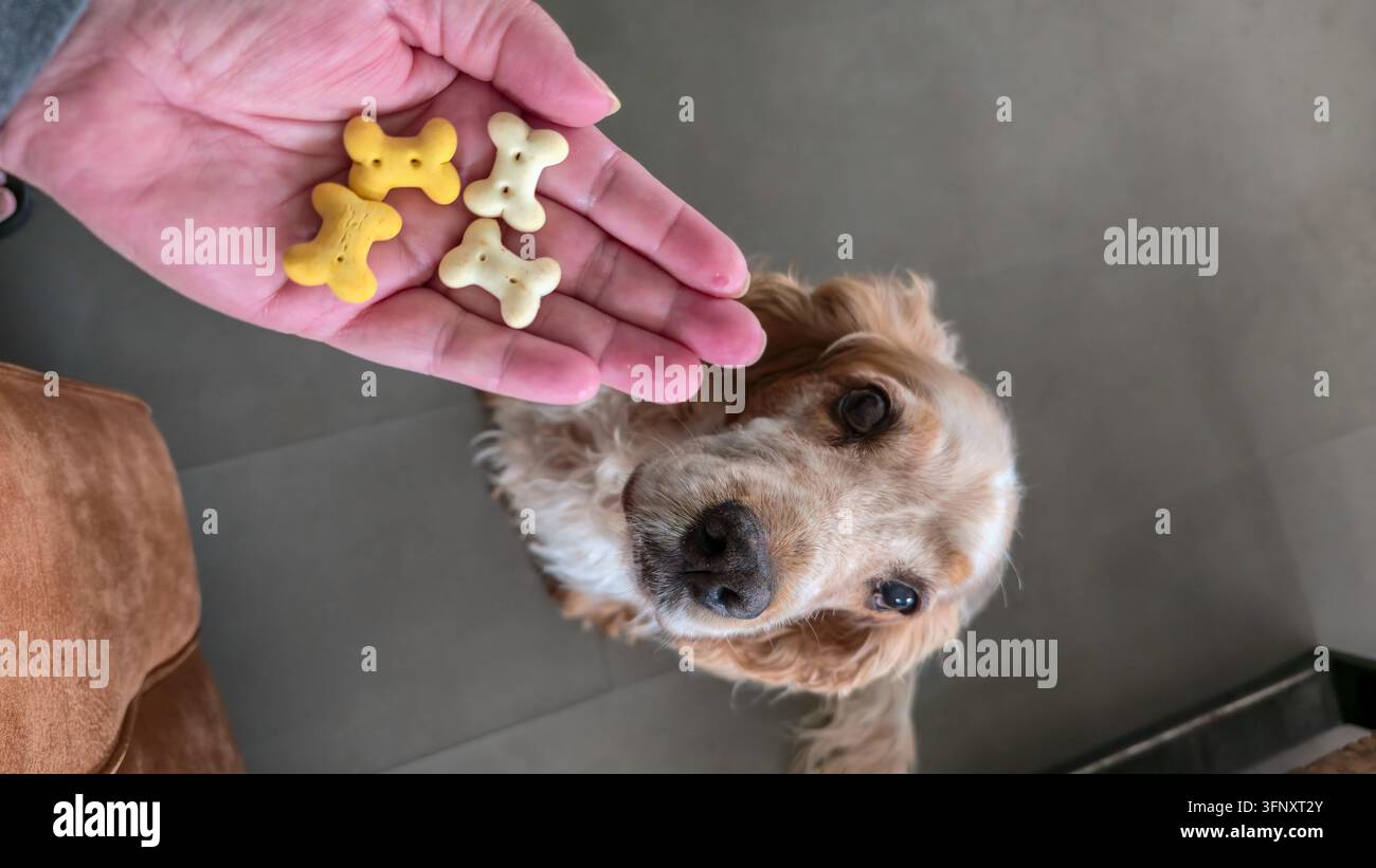 Cane che guarda con curiosità una mano che tiene biscotti ossei come ricompensa, vista dall'alto Foto Stock