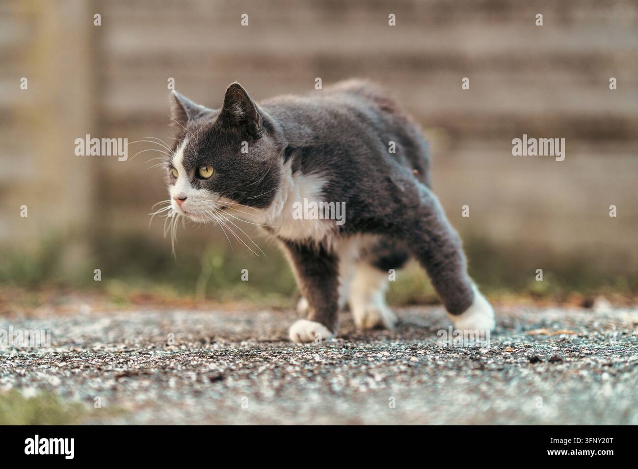 Gatto domestico a pelo corto grigio e bianco in una posizione predatrice vigile, che si concentra intensamente su un bersaglio mentre si accovaccia basso a terra in un ambiente esterno Foto Stock