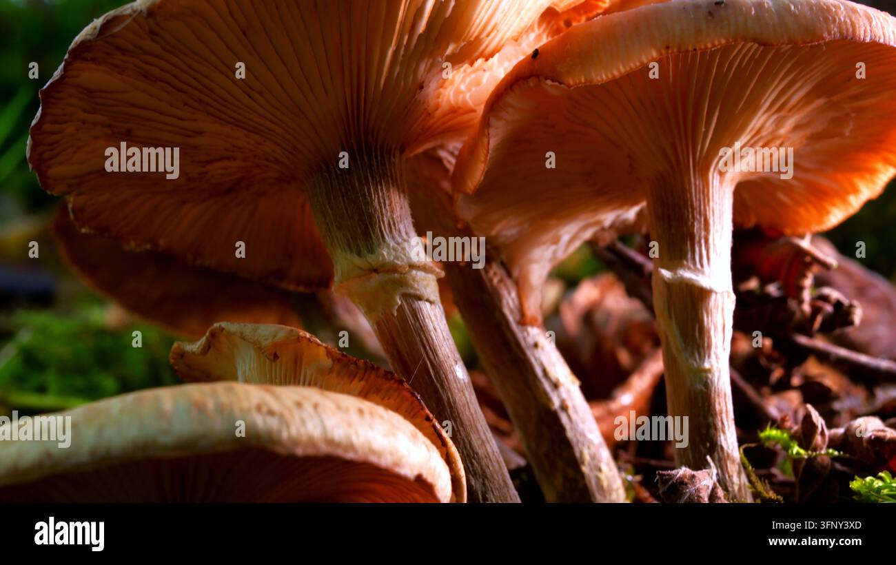 Funghi del bosco con cappello liscio da arancione brillante a giallo e lamelle giallo-arancioni. Foto Stock