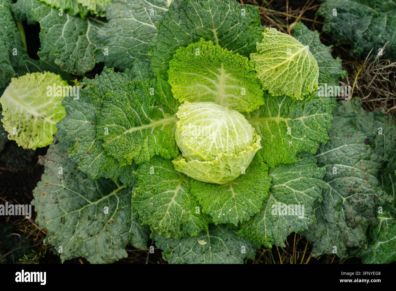 Vista ravvicinata di una testa di cavolo verza biologico fresco che si forma naturalmente in un terreno da giardino. Questo vegetale a foglia verde sano prospera come fonte di raccolto autunnale vibrante. Foto Stock