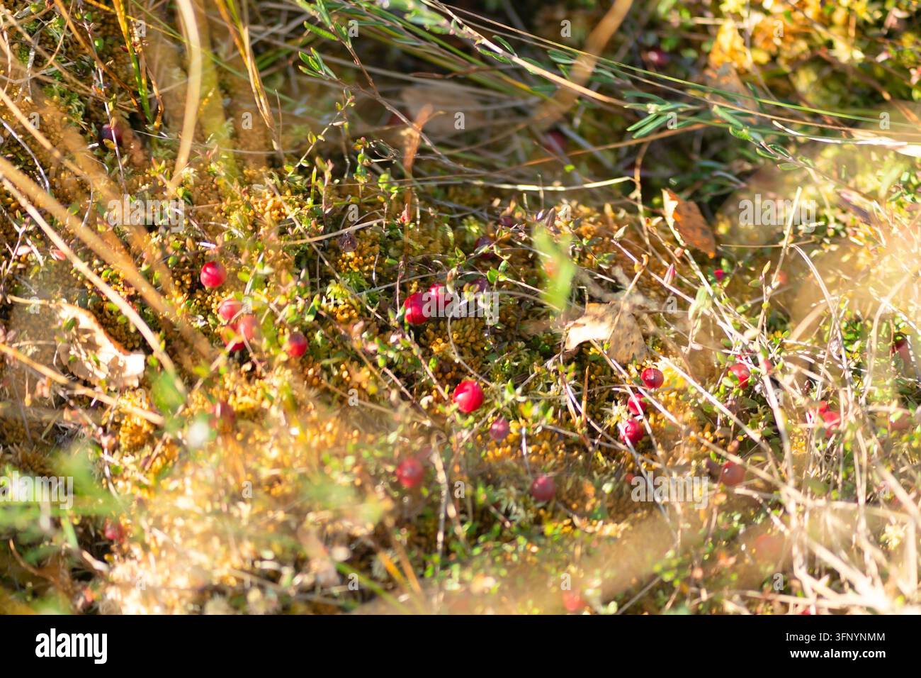 Le mirtilli crescono in una palude tra il muschio, le bacche selvatiche prosperano in un paesaggio naturale di zona umida in primo piano. La raccolta biologica di cibo fresco e ricco offre un punto di raccolta sereno in una foresta autunnale. Foto Stock