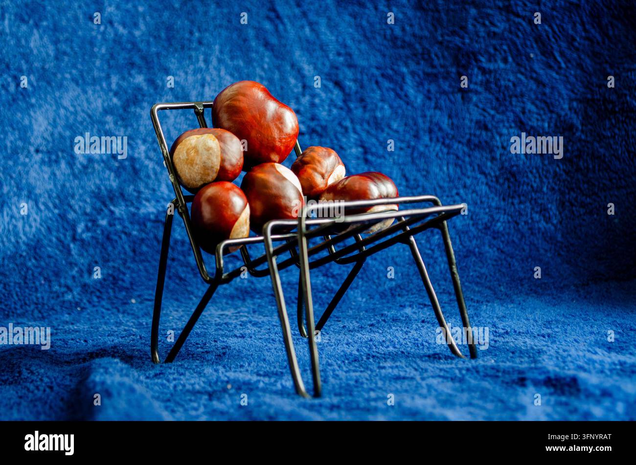 Le castagne sono appoggiate su una piccola sedia di filo metallico contro un panno blu. La piccola sedia contrasta con la texture rustica delle castagne Foto Stock
