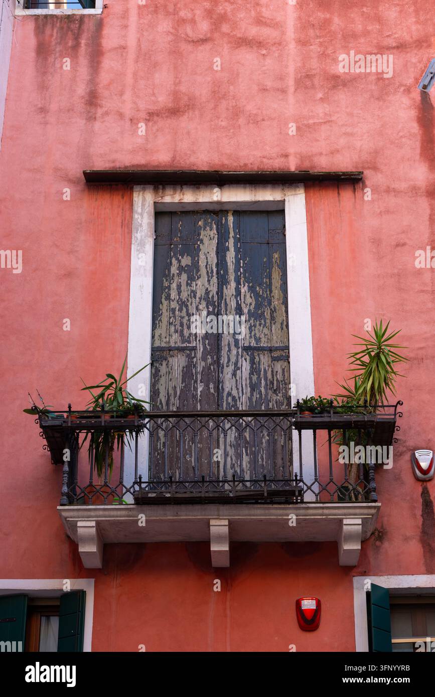 Venezia, Italia, 24 settembre 2026. Un piccolo balcone in ferro battuto ospita piante in vaso frondose sotto porte blu scrostate inserite in una residenza riccamente colorata Foto Stock