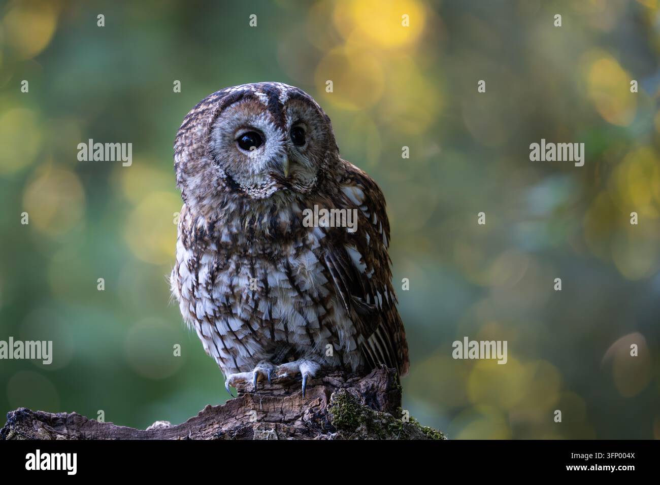 Gufo marrone appollaiato Foto Stock