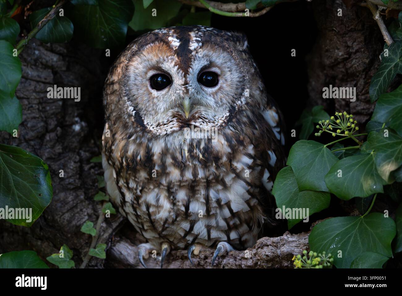 Allocco sono ' appollaiati Foto Stock