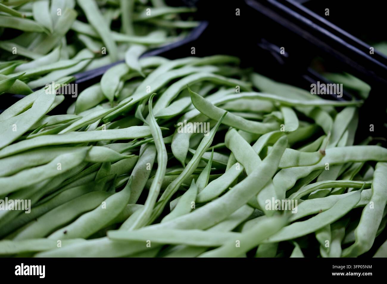Fagiolini verdi piatti freschi che riempiono una cassa del mercato, pronti per la cottura Foto Stock