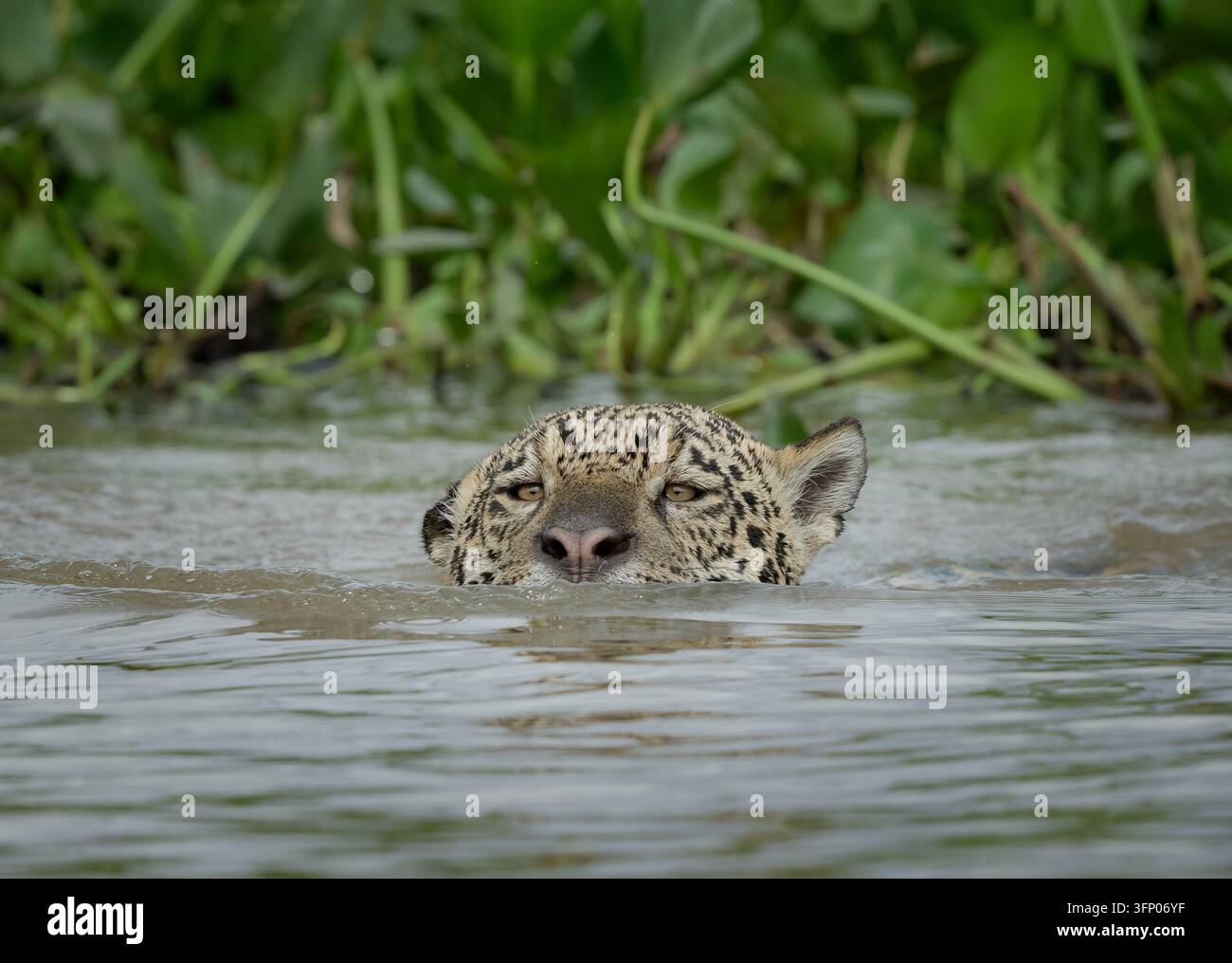 Foto ravvicinata di un giaguaro in un fiume che nuota nel Pantanal, Brasile Foto Stock