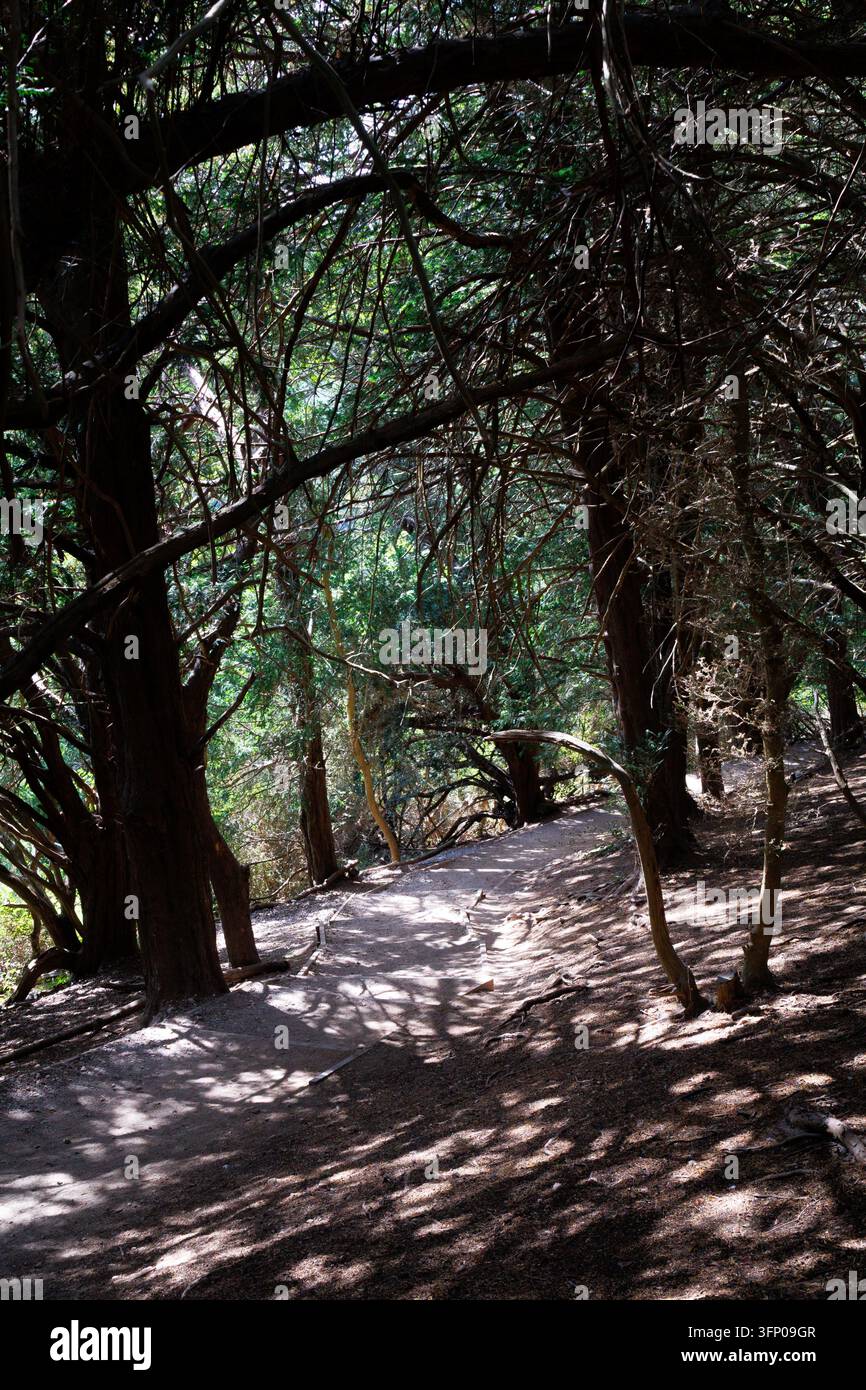 North Downs Way su Box Hill Foto Stock