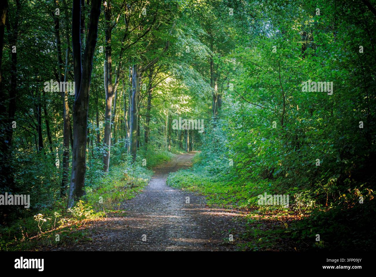 Sentiero tra gli alberi Foto Stock