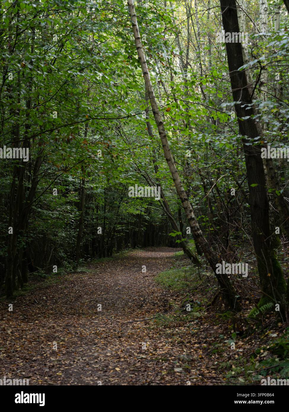 Sentiero escursionistico boschivo che attraversa una fitta vegetazione forestale sul Sentiero Panoramico di Kettwig. Foto Stock