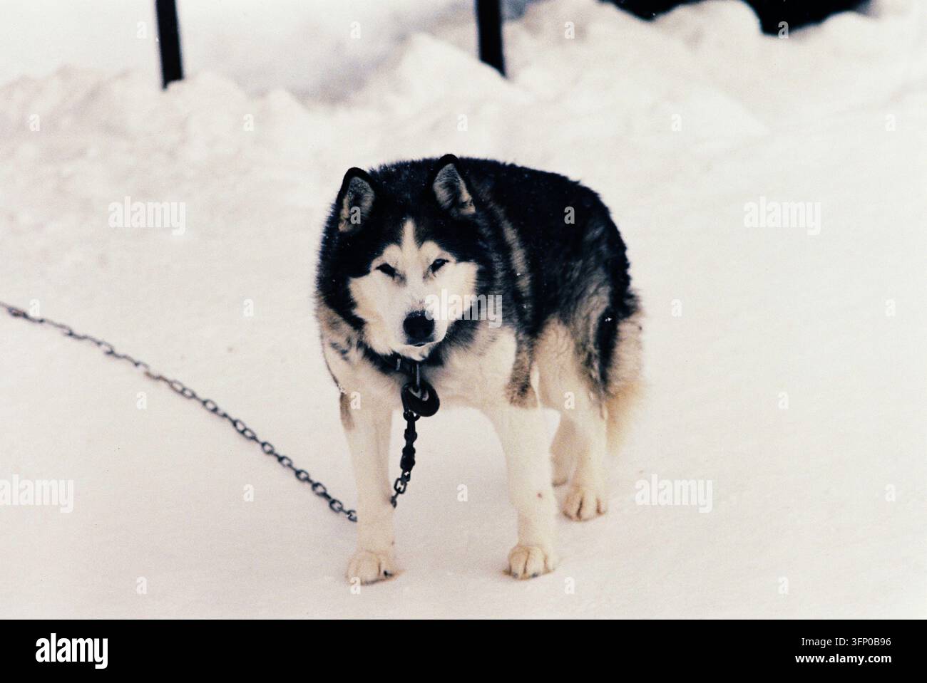 Cane Alaskan Malamute in piedi all'aperto nel paesaggio naturale innevato delle montagne degli Urali durante l'inverno. Foto Stock