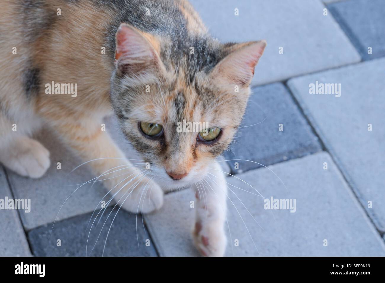 Un gatto calico cammina su una superficie pavimentata in un'area esterna soleggiata. Il gatto ha schemi di pelo distinti e mostra un comportamento vigile mentre esplora il suo ambiente Foto Stock