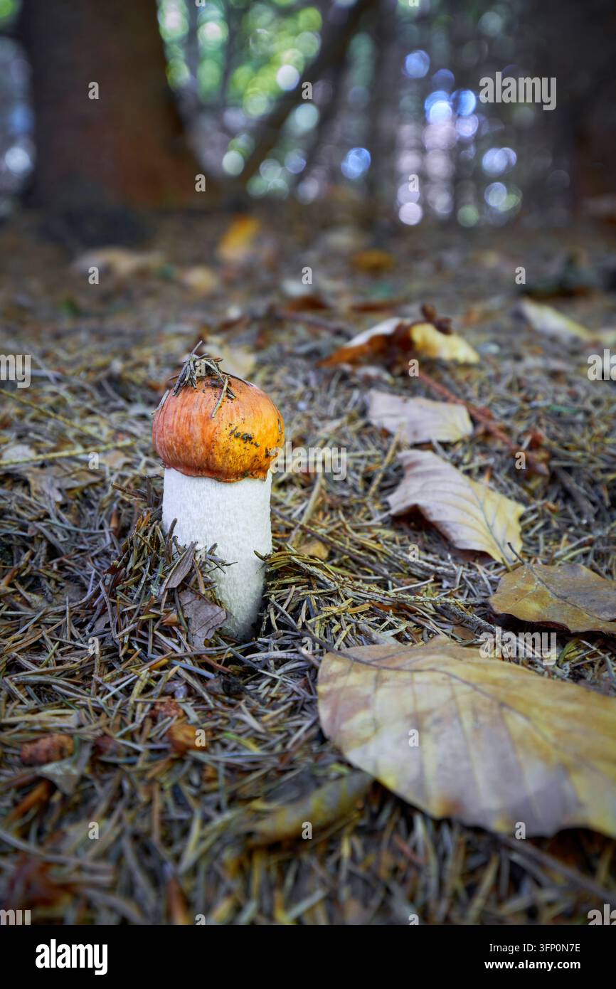 Il Leccinum albostipitatum è un fungo commestibile dal gusto eccellente Foto Stock