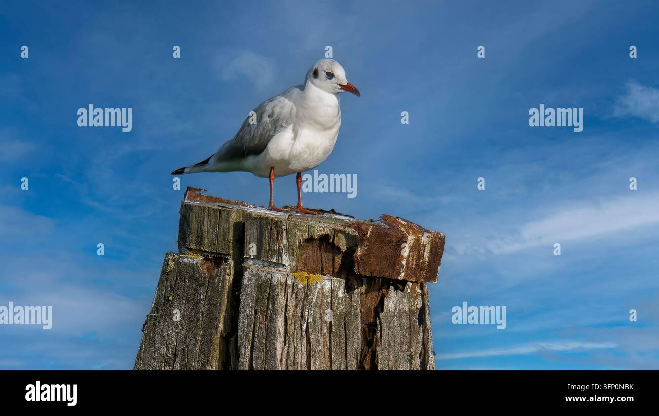 Gabbiano appollaiato su un vecchio palo di ormeggio in legno stagionato, che osserva dal suo punto di vedetta con un cielo blu terso e nuvole sottili sullo sfondo in una giornata di sole a Ooltgensplaat, Paesi Bassi Foto Stock