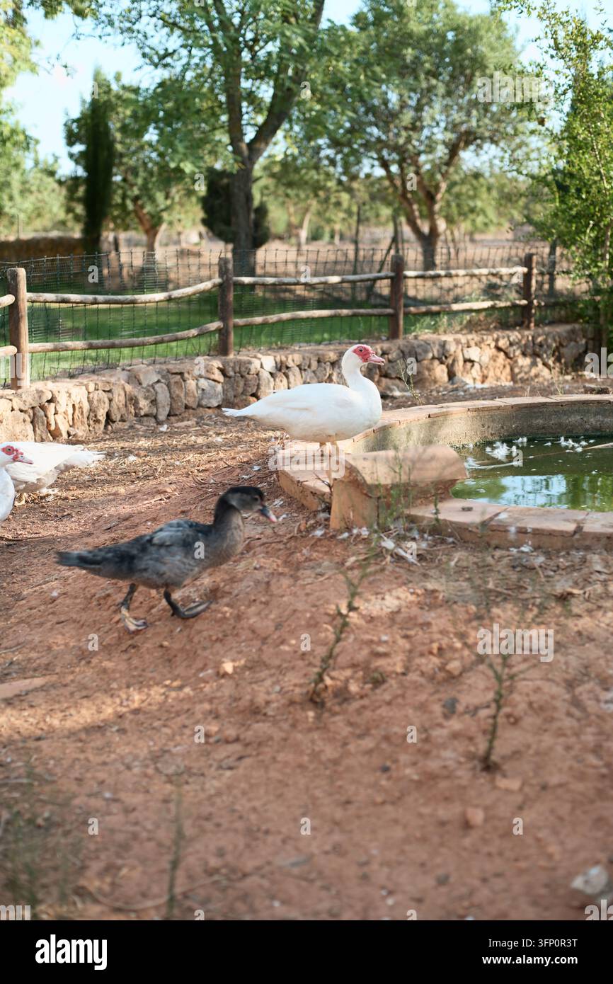 Tre anatre, due anatre muscovite bianche e un anatroccolo scuro, in un contesto di fattoria rurale. Le anatre bianche sono vicino a un abbeveratoio bordato di pietra, mentre il Foto Stock