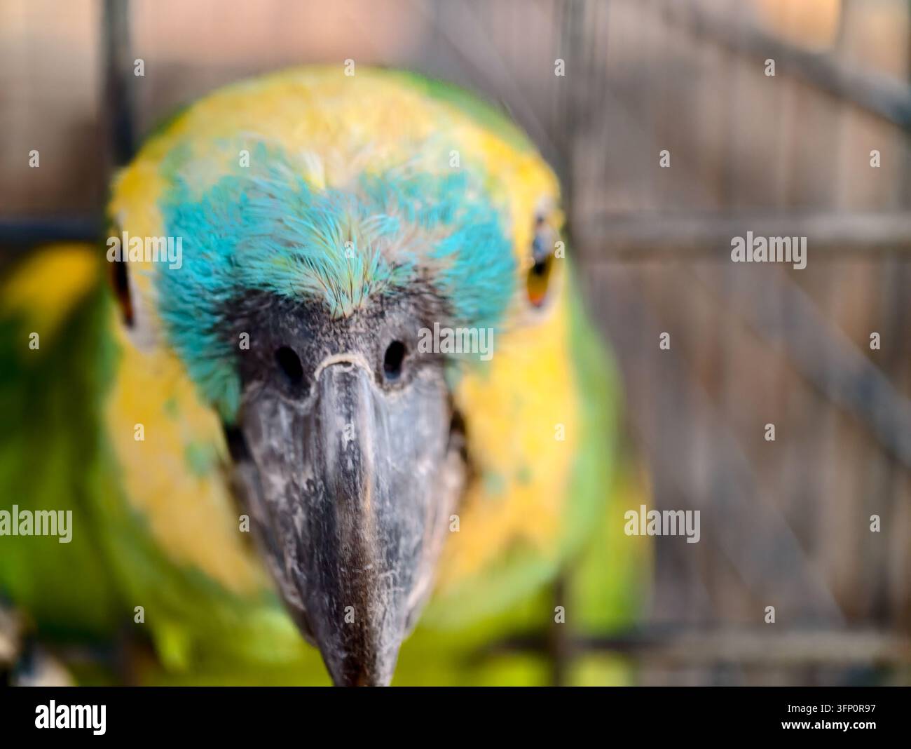Un impressionante primo piano di un pappagallo Amazona dalla fronte blu, che si concentra sulla sua testa colorata con piume giallo vivace e blu-verdi, e un B prominente Foto Stock