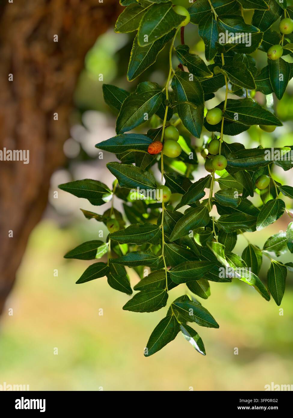 Un primo piano di foglie verde vivace e frutti di giugubba in sviluppo appesi a un ramo d'albero. Le foglie mostrano una sottile venatura e sono illuminate Foto Stock