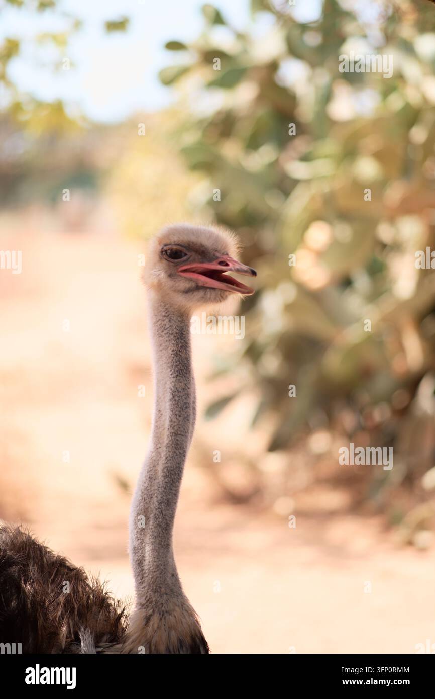 Un primo piano verticale di un giovane struzzo con il suo collo lungo e snello e la testa, con il becco aperto. Lo sfondo è leggermente sfocato con una luce calda, Foto Stock