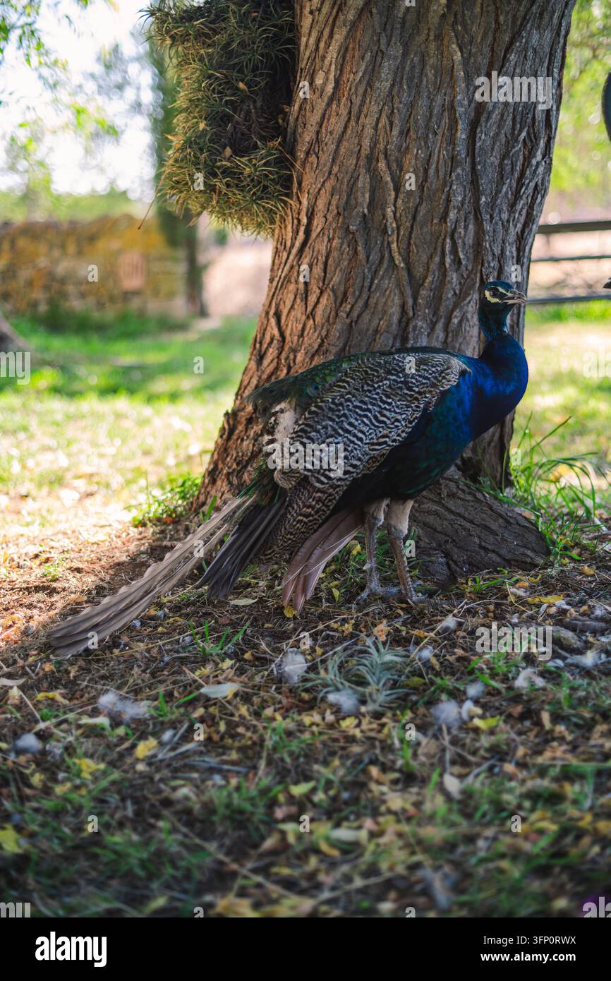 Un pavone vibrante si erge graziosamente accanto a un grande tronco d'albero in un ambiente naturale all'aperto. Le piume iridescenti blu e verdi dell'uccello sono pr Foto Stock