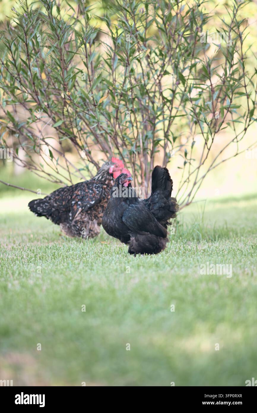 Due galline domestiche da cortile, una nera e una maculata, sono viste mentre cercano cibo nell'erba verde rigogliosa. Un arbusto frondoso forma uno sfondo naturale con una morbida, Foto Stock