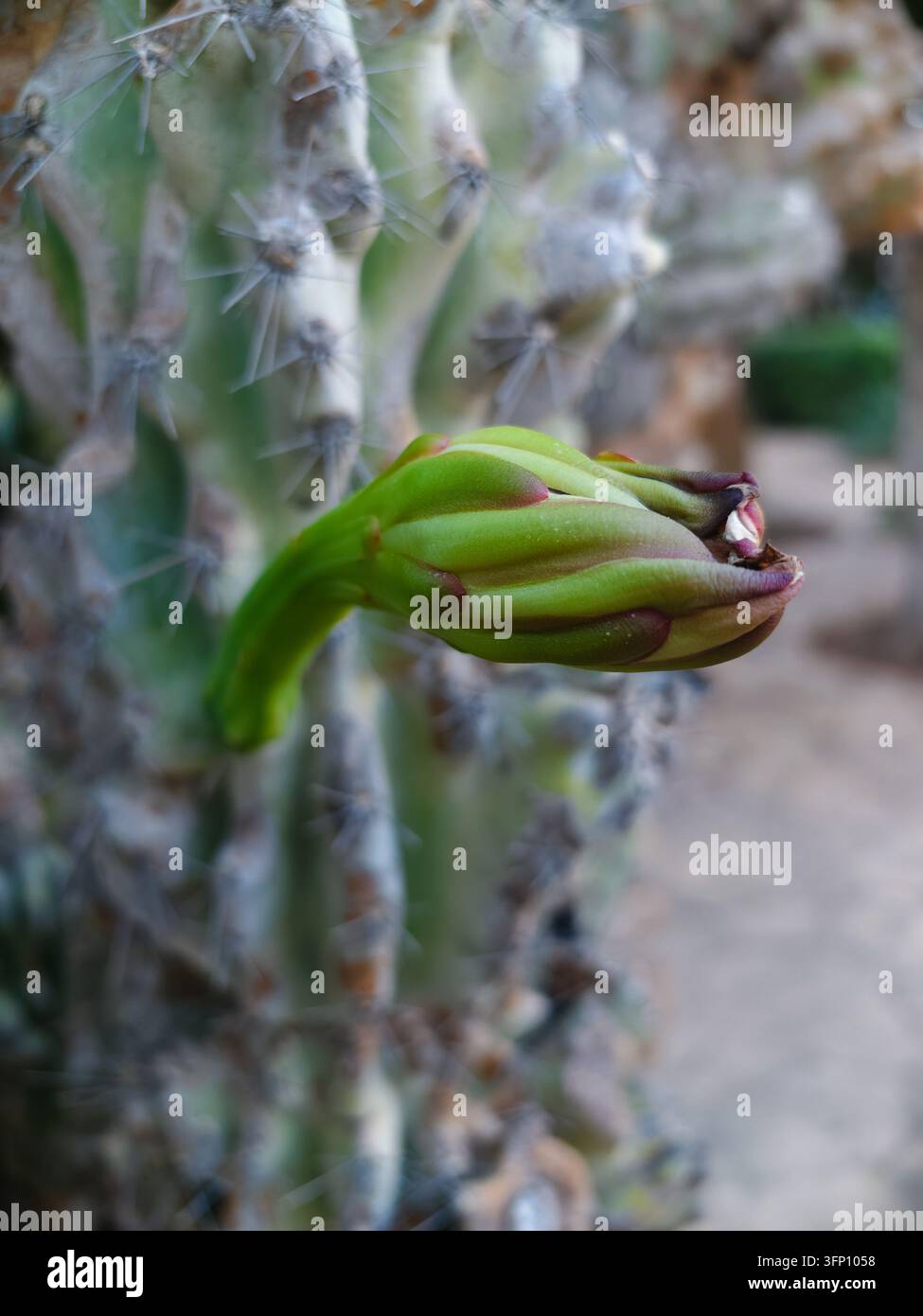 Un primo piano verticale cattura un bocciolo di fiore di cactus di un verde vivace, dettagliato in modo intricato con bordi viola sottili, pronto a sbocciare. Si estende con grazia Foto Stock