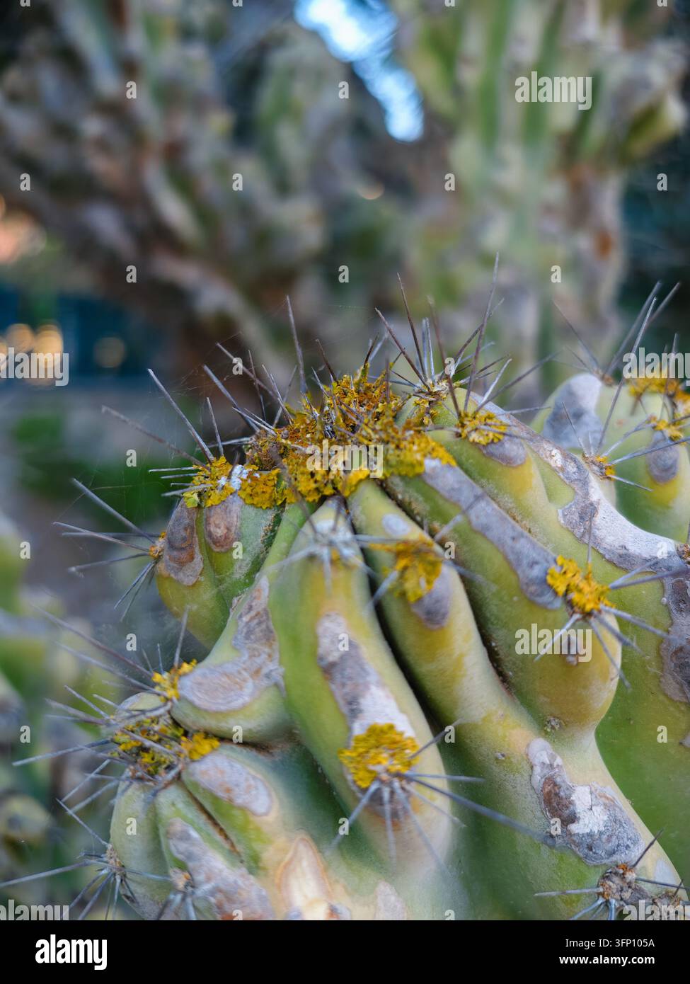 Un primo piano dettagliato di un segmento di cactus verde vivace, ricoperto di spine affilate e di distintive macchie di lichene giallo. L'illuminazione naturale evidenzia Foto Stock