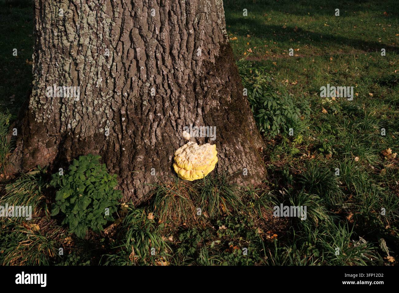 Pollo del bosco alla base di una vecchia quercia vicino a Salisburgo, Austria (Laetiporus sulphureus) Foto Stock