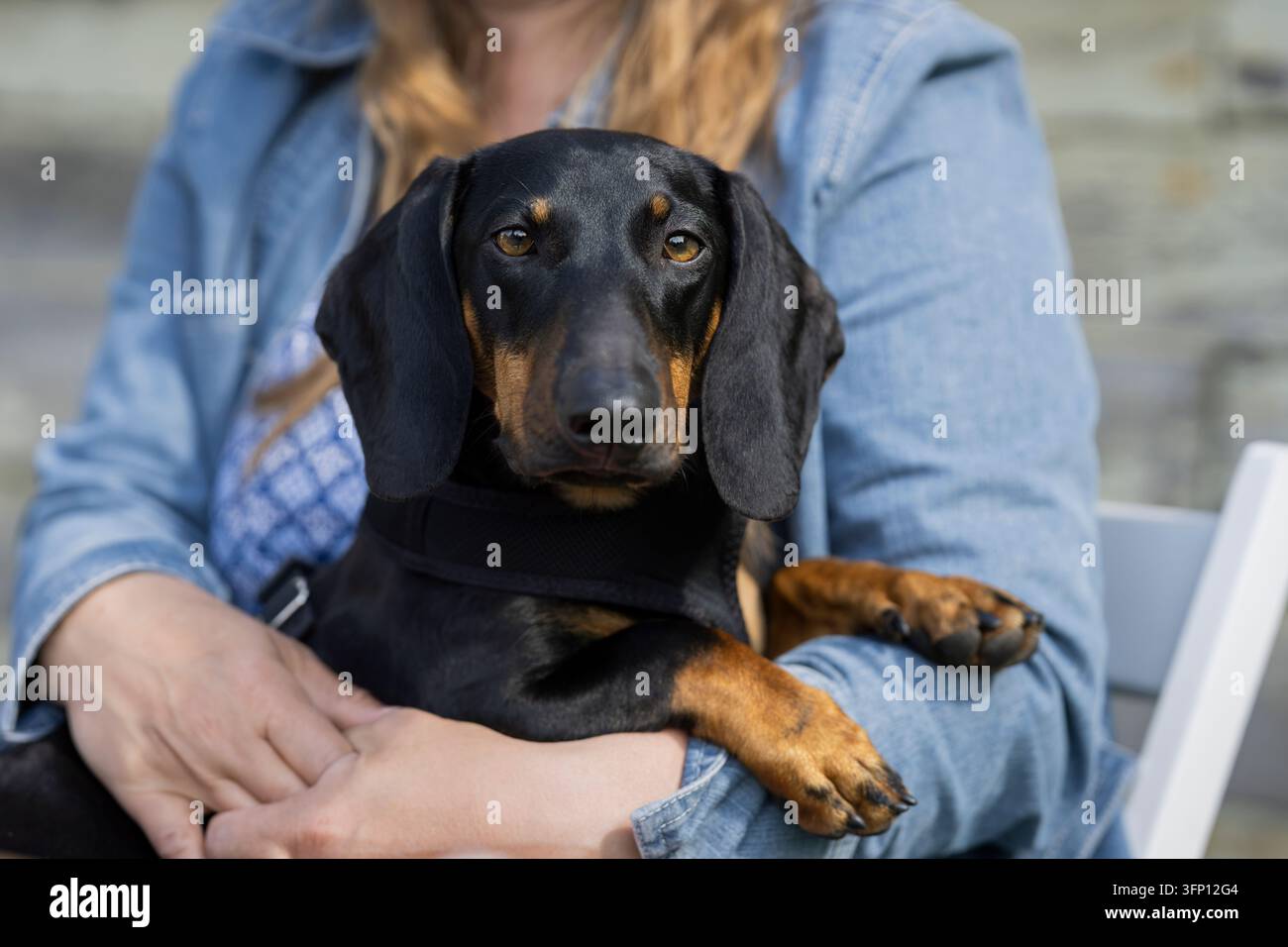 Dachshund nero e marrone, un bassotto miniatura a pelo corto con corpo lungo distintivo, orecchie cadenti e occhi espressivi, tenuto comodamente dal suo proprietario. Foto Stock