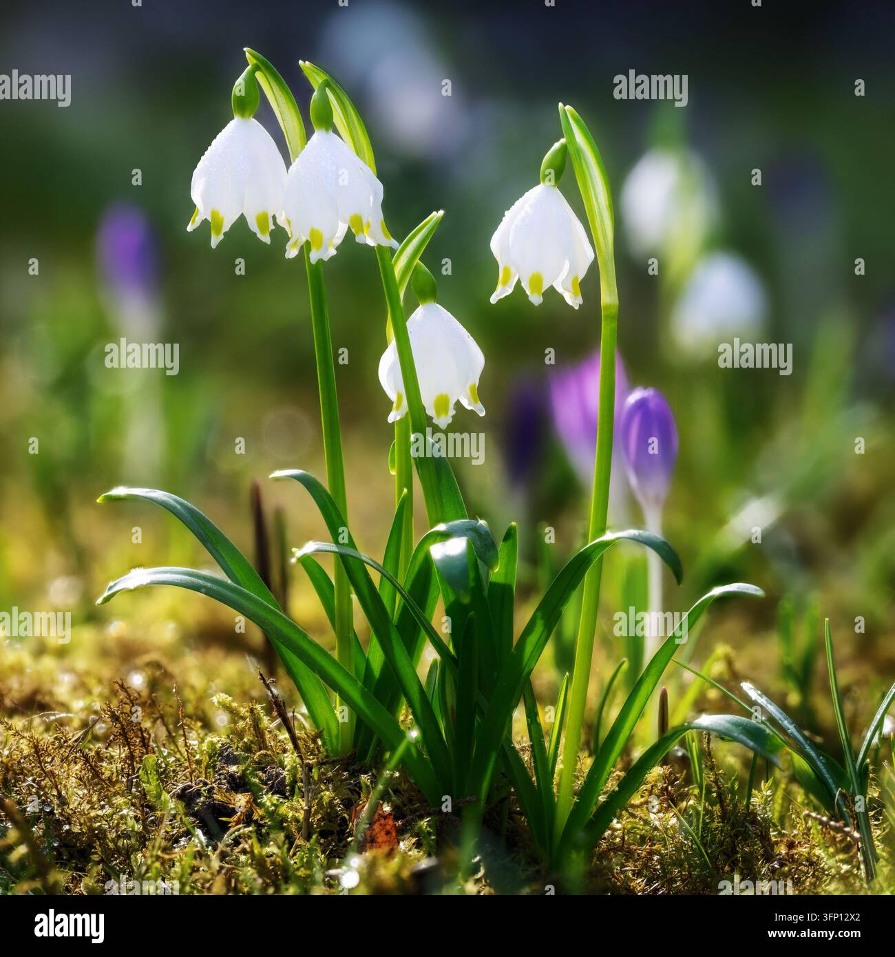 I fiori di fiocchi di neve primaverili sbocciano insieme su un terreno boschivo muschioso nella luce naturale soffusa. Foto Stock
