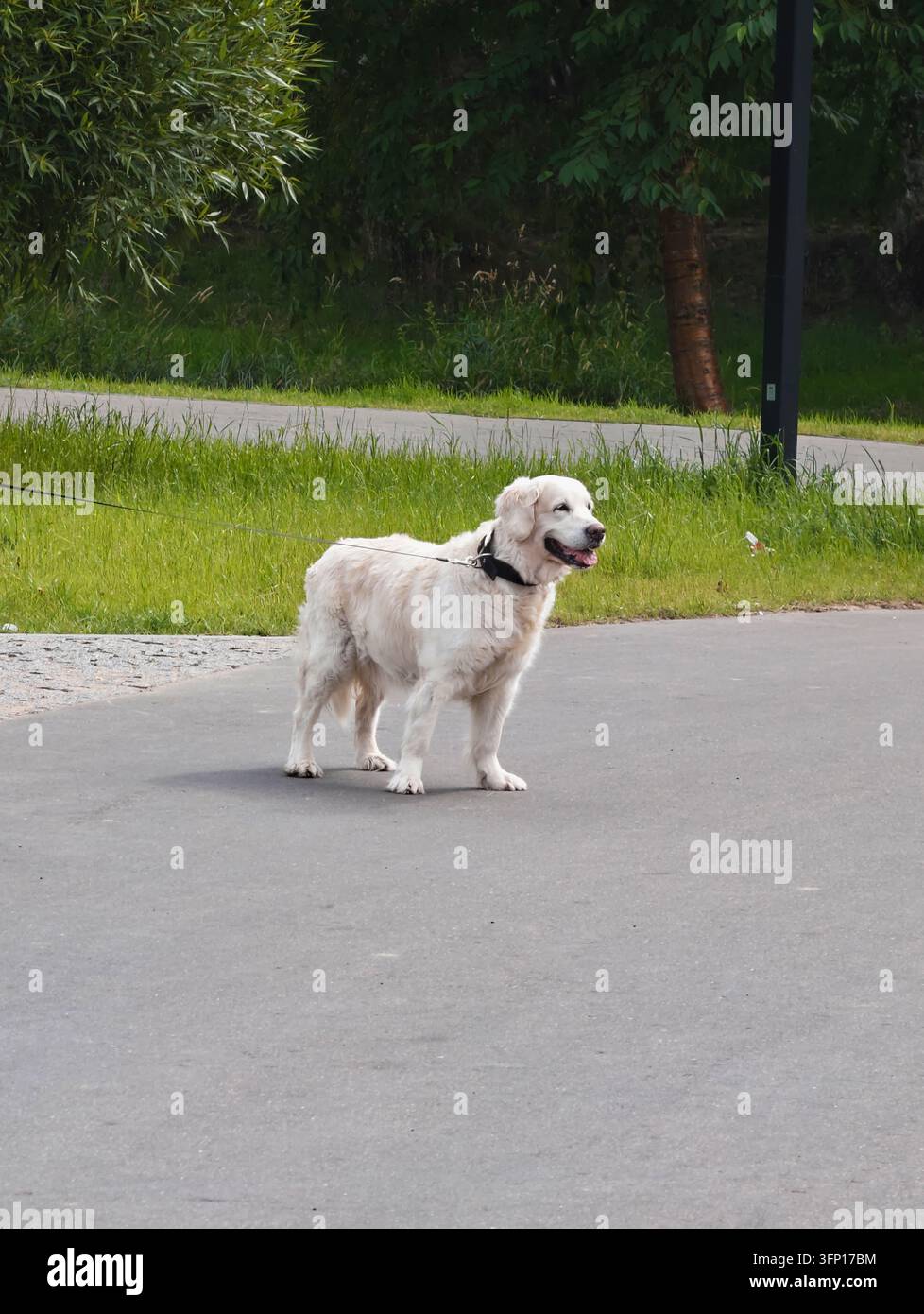 Il cane è un rappresentante di una delle grandi razze di retriever. Ha una corporatura robusta, un pelo chiaro di media lunghezza e un collare e una guinzaglio scuri. Si trova o Foto Stock