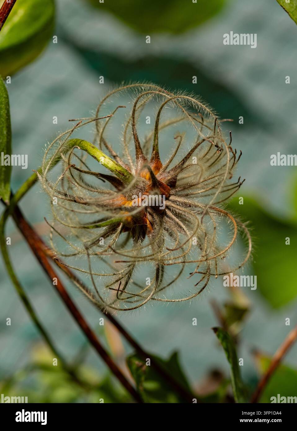 Capolino di semi di clematide piumoso con piume setose arricciate e un centro marrone su uno stelo rossastro, primo piano in un giardino Foto Stock