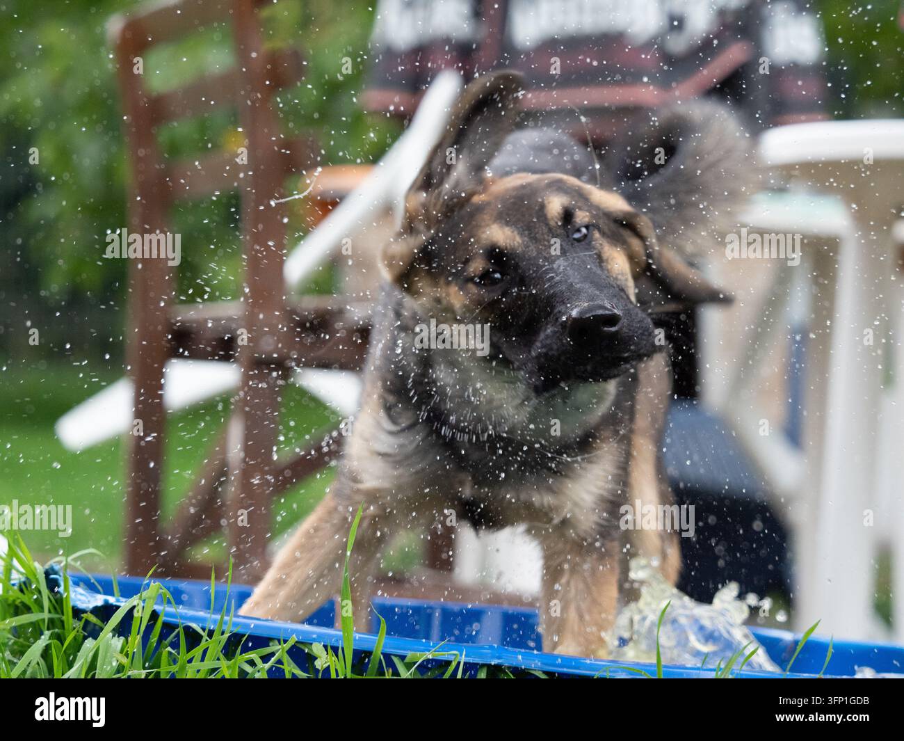 Cucciolo di Pastore Tedesco bagnato che si scrolla l'acqua in un giardino Foto Stock