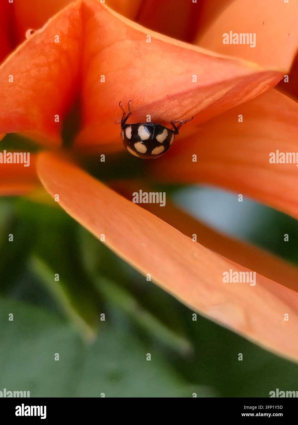 Ninfa di cimice scudo nera e bianca che riposa sul brillante petalo arancione di un fiore da giardino - Immagine stock catturata con smartphone